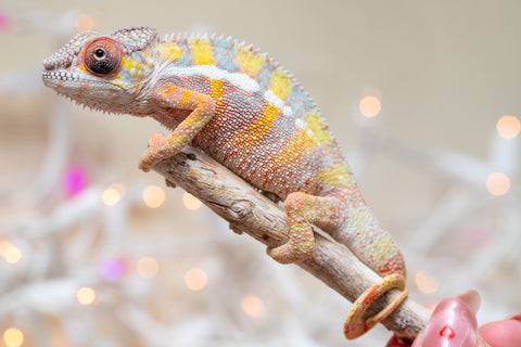 Holdbacks/Individuals: Ambilobe offspring from "Bozeny-akanga" (AKA Little Rascal) x "Vony-tapoaka" (AKA Yellow Explosion) - Hatched: Oct - Nov 2025 - Male #12