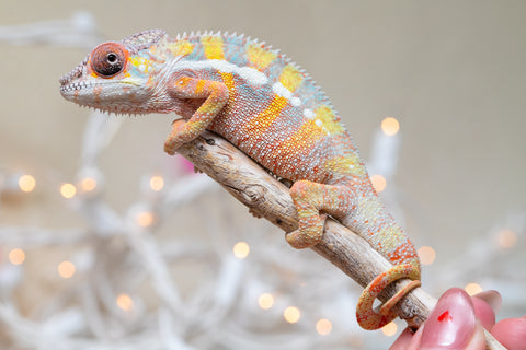 Holdbacks/Individuals: Ambilobe offspring from "Bozeny-akanga" (AKA Little Rascal) x "Vony-tapoaka" (AKA Yellow Explosion) - Hatched: Oct - Nov 2025 - Male #12