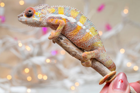 Holdbacks/Individuals: Ambilobe offspring from "Bozeny-akanga" (AKA Little Rascal) x "Vony-tapoaka" (AKA Yellow Explosion) - Hatched: Oct - Nov 2025 - Male #12