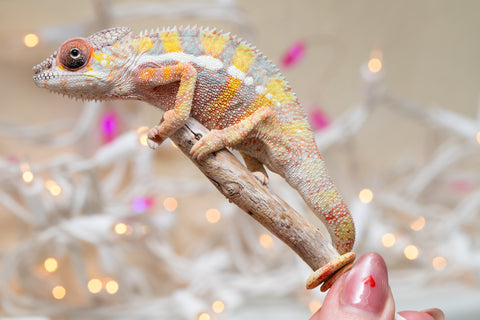 Holdbacks/Individuals: Ambilobe offspring from "Bozeny-akanga" (AKA Little Rascal) x "Vony-tapoaka" (AKA Yellow Explosion) - Hatched: Oct - Nov 2025 - Male #12