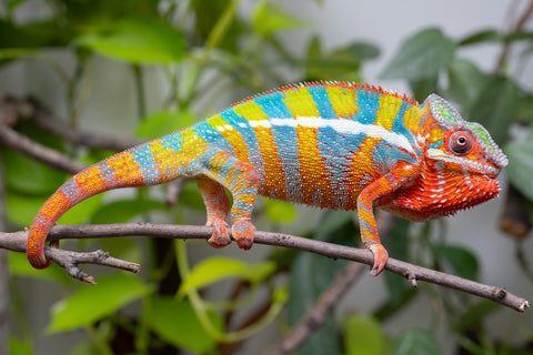 Holdbacks/Individuals: Ambilobe Offspring From "Bozeny-akanga" (AKA Little Rascal) x "Vony-tapoaka" (AKA Yellow Explosion) - Hatched: Oct - Nov 2025 - Male #15