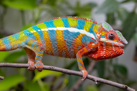 Holdbacks/Individuals: Ambilobe Offspring From "Bozeny-akanga" (AKA Little Rascal) x "Vony-tapoaka" (AKA Yellow Explosion) - Hatched: Oct - Nov 2025 - Male #15