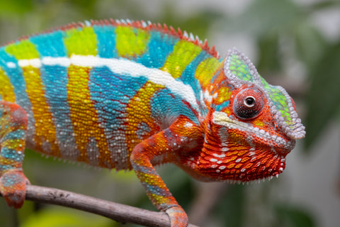 Holdbacks/Individuals: Ambilobe Offspring From "Bozeny-akanga" (AKA Little Rascal) x "Vony-tapoaka" (AKA Yellow Explosion) - Hatched: Oct - Nov 2025 - Male #15