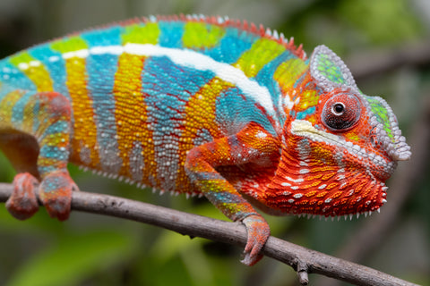 Colorful chameleon on a branch with a blurred natural background