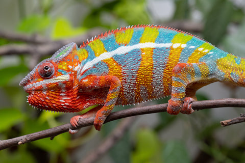 Holdbacks/Individuals: Ambilobe Offspring From "Bozeny-akanga" (AKA Little Rascal) x "Vony-tapoaka" (AKA Yellow Explosion) - Hatched: Oct - Nov 2025 - Male #15