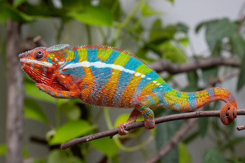 Holdbacks/Individuals: Ambilobe Offspring From "Bozeny-akanga" (AKA Little Rascal) x "Vony-tapoaka" (AKA Yellow Explosion) - Hatched: Oct - Nov 2025 - Male #15