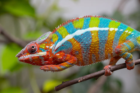 Holdbacks/Individuals: Ambilobe Offspring From "Bozeny-akanga" (AKA Little Rascal) x "Vony-tapoaka" (AKA Yellow Explosion) - Hatched: Oct - Nov 2025 - Male #15