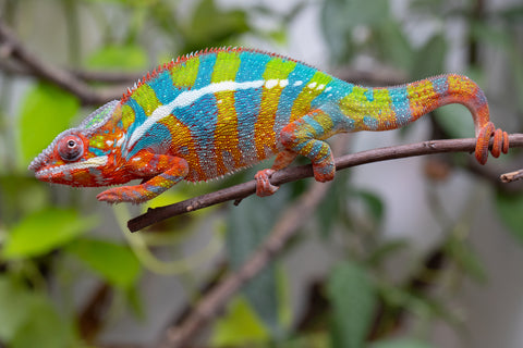 Holdbacks/Individuals: Ambilobe Offspring From "Bozeny-akanga" (AKA Little Rascal) x "Vony-tapoaka" (AKA Yellow Explosion) - Hatched: Oct - Nov 2025 - Male #15