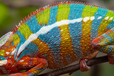 Holdbacks/Individuals: Ambilobe Offspring From "Bozeny-akanga" (AKA Little Rascal) x "Vony-tapoaka" (AKA Yellow Explosion) - Hatched: Oct - Nov 2025 - Male #15