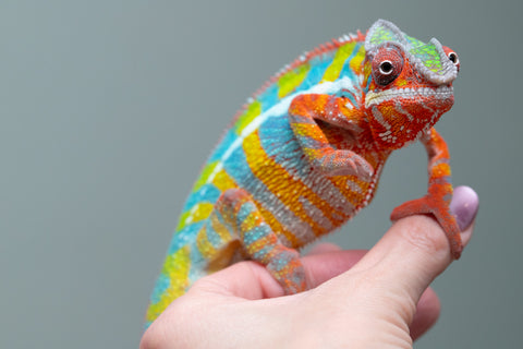 Holdbacks/Individuals: Ambilobe Offspring From "Bozeny-akanga" (AKA Little Rascal) x "Vony-tapoaka" (AKA Yellow Explosion) - Hatched: Oct - Nov 2025 - Male #15