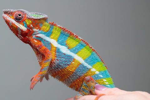 Holdbacks/Individuals: Ambilobe Offspring From "Bozeny-akanga" (AKA Little Rascal) x "Vony-tapoaka" (AKA Yellow Explosion) - Hatched: Oct - Nov 2025 - Male #15