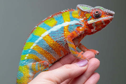 Colorful chameleon on a person's hand against a gray background
