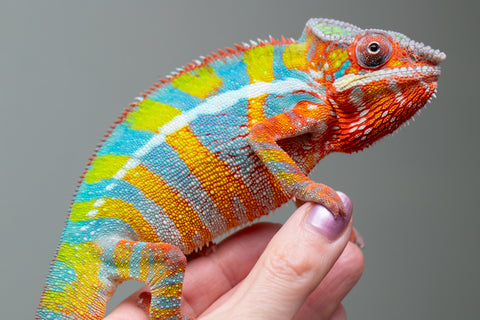 Holdbacks/Individuals: Ambilobe Offspring From "Bozeny-akanga" (AKA Little Rascal) x "Vony-tapoaka" (AKA Yellow Explosion) - Hatched: Oct - Nov 2025 - Male #15