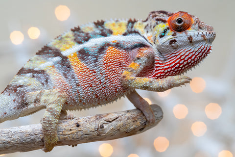 Holdbacks/Individuals: Ambilobe offspring from "Bozeny-akanga" (AKA Little Rascal) x "Vony-tapoaka" (AKA Yellow Explosion) - Hatched: Oct - Nov 2025 - Male #2