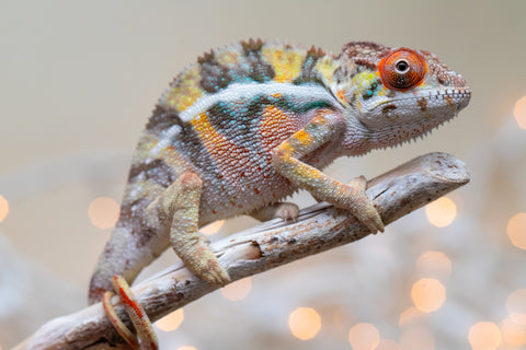 Holdbacks/Individuals: Ambilobe offspring from "Bozeny-akanga" (AKA Little Rascal) x "Vony-tapoaka" (AKA Yellow Explosion) - Hatched: Oct - Nov 2025 - Male #2