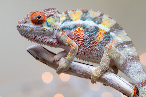 Holdbacks/Individuals: Ambilobe offspring from "Bozeny-akanga" (AKA Little Rascal) x "Vony-tapoaka" (AKA Yellow Explosion) - Hatched: Oct - Nov 2025 - Male #2