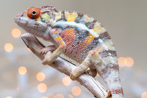 Holdbacks/Individuals: Ambilobe offspring from "Bozeny-akanga" (AKA Little Rascal) x "Vony-tapoaka" (AKA Yellow Explosion) - Hatched: Oct - Nov 2025 - Male #2