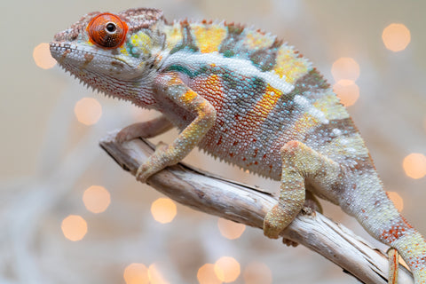 Holdbacks/Individuals: Ambilobe offspring from "Bozeny-akanga" (AKA Little Rascal) x "Vony-tapoaka" (AKA Yellow Explosion) - Hatched: Oct - Nov 2025 - Male #2