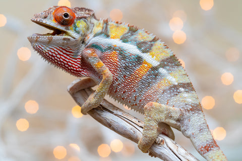 Holdbacks/Individuals: Ambilobe offspring from "Bozeny-akanga" (AKA Little Rascal) x "Vony-tapoaka" (AKA Yellow Explosion) - Hatched: Oct - Nov 2025 - Male #2