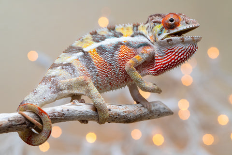 Holdbacks/Individuals: Ambilobe offspring from "Bozeny-akanga" (AKA Little Rascal) x "Vony-tapoaka" (AKA Yellow Explosion) - Hatched: Oct - Nov 2025 - Male #2