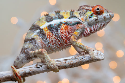 Holdbacks/Individuals: Ambilobe offspring from "Bozeny-akanga" (AKA Little Rascal) x "Vony-tapoaka" (AKA Yellow Explosion) - Hatched: Oct - Nov 2025 - Male #2