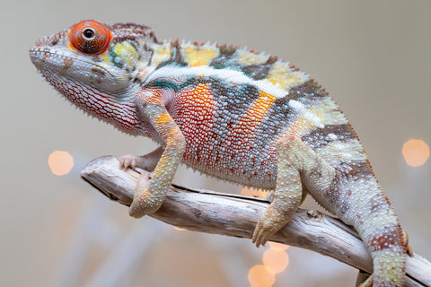 Holdbacks/Individuals: Ambilobe offspring from "Bozeny-akanga" (AKA Little Rascal) x "Vony-tapoaka" (AKA Yellow Explosion) - Hatched: Oct - Nov 2025 - Male #2