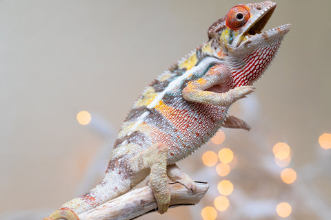 Holdbacks/Individuals: Ambilobe offspring from "Bozeny-akanga" (AKA Little Rascal) x "Vony-tapoaka" (AKA Yellow Explosion) - Hatched: Oct - Nov 2025 - Male #2