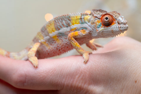 Holdbacks/Individuals: Ambilobe offspring from "Bozeny-akanga" (AKA Little Rascal) x "Vony-tapoaka" (AKA Yellow Explosion) - Hatched: Oct - Nov 2025 - Male #3