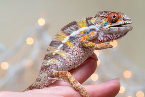 Holdbacks/Individuals: Ambilobe offspring from "Bozeny-akanga" (AKA Little Rascal) x "Vony-tapoaka" (AKA Yellow Explosion) - Hatched: Oct - Nov 2025 - Male #3