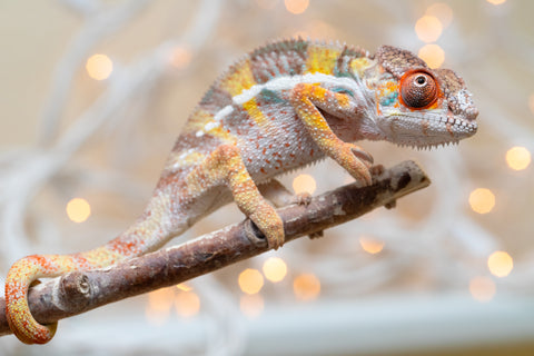 Holdbacks/Individuals: Ambilobe offspring from "Bozeny-akanga" (AKA Little Rascal) x "Vony-tapoaka" (AKA Yellow Explosion) - Hatched: Oct - Nov 2025 - Male #3