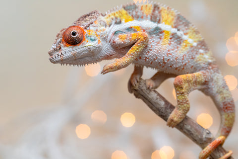 Holdbacks/Individuals: Ambilobe offspring from "Bozeny-akanga" (AKA Little Rascal) x "Vony-tapoaka" (AKA Yellow Explosion) - Hatched: Oct - Nov 2025 - Male #3