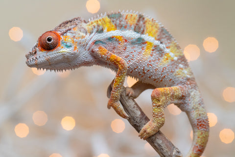 Holdbacks/Individuals: Ambilobe offspring from "Bozeny-akanga" (AKA Little Rascal) x "Vony-tapoaka" (AKA Yellow Explosion) - Hatched: Oct - Nov 2025 - Male #3