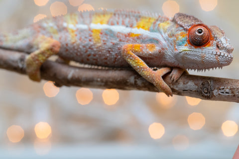 Holdbacks/Individuals: Ambilobe offspring from "Bozeny-akanga" (AKA Little Rascal) x "Vony-tapoaka" (AKA Yellow Explosion) - Hatched: Oct - Nov 2025 - Male #3