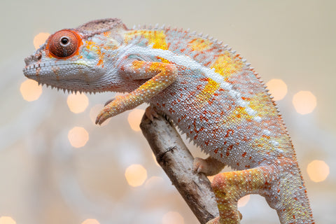 Holdbacks/Individuals: Ambilobe offspring from "Bozeny-akanga" (AKA Little Rascal) x "Vony-tapoaka" (AKA Yellow Explosion) - Hatched: Oct - Nov 2025 - Male #3