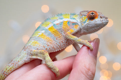 Holdbacks/Individuals: Ambilobe offspring from "Bozeny-akanga" (AKA Little Rascal) x "Vony-tapoaka" (AKA Yellow Explosion) - Hatched: Oct - Nov 2025 - Male #6