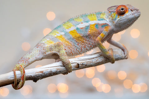 Holdbacks/Individuals: Ambilobe offspring from "Bozeny-akanga" (AKA Little Rascal) x "Vony-tapoaka" (AKA Yellow Explosion) - Hatched: Oct - Nov 2025 - Male #6