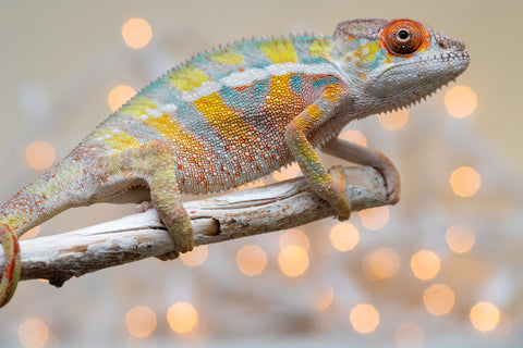 Holdbacks/Individuals: Ambilobe offspring from "Bozeny-akanga" (AKA Little Rascal) x "Vony-tapoaka" (AKA Yellow Explosion) - Hatched: Oct - Nov 2025 - Male #6