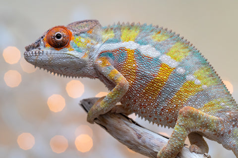 Holdbacks/Individuals: Ambilobe offspring from "Bozeny-akanga" (AKA Little Rascal) x "Vony-tapoaka" (AKA Yellow Explosion) - Hatched: Oct - Nov 2025 - Male #6