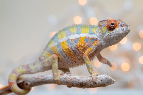 Holdbacks/Individuals: Ambilobe offspring from "Bozeny-akanga" (AKA Little Rascal) x "Vony-tapoaka" (AKA Yellow Explosion) - Hatched: Oct - Nov 2025 - Male #6