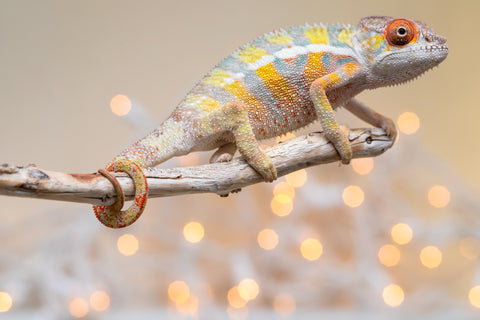 Holdbacks/Individuals: Ambilobe offspring from "Bozeny-akanga" (AKA Little Rascal) x "Vony-tapoaka" (AKA Yellow Explosion) - Hatched: Oct - Nov 2025 - Male #6