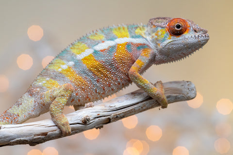 Holdbacks/Individuals: Ambilobe offspring from "Bozeny-akanga" (AKA Little Rascal) x "Vony-tapoaka" (AKA Yellow Explosion) - Hatched: Oct - Nov 2025 - Male #6