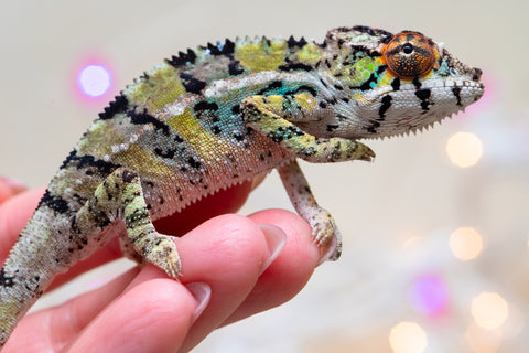 Holdbacks/Individuals: Ambilobe offspring from "Bozeny-akanga" (AKA Little Rascal) x "Vony-tapoaka" (AKA Yellow Explosion) - Hatched: Oct - Nov 2025 - Male #8