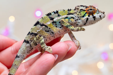 Holdbacks/Individuals: Ambilobe offspring from "Bozeny-akanga" (AKA Little Rascal) x "Vony-tapoaka" (AKA Yellow Explosion) - Hatched: Oct - Nov 2025 - Male #8