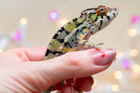 Holdbacks/Individuals: Ambilobe offspring from "Bozeny-akanga" (AKA Little Rascal) x "Vony-tapoaka" (AKA Yellow Explosion) - Hatched: Oct - Nov 2025 - Male #8