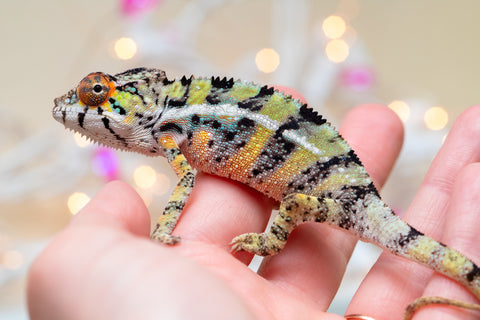 Holdbacks/Individuals: Ambilobe offspring from "Bozeny-akanga" (AKA Little Rascal) x "Vony-tapoaka" (AKA Yellow Explosion) - Hatched: Oct - Nov 2025 - Male #8