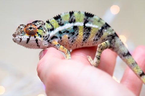 Holdbacks/Individuals: Ambilobe offspring from "Bozeny-akanga" (AKA Little Rascal) x "Vony-tapoaka" (AKA Yellow Explosion) - Hatched: Oct - Nov 2025 - Male #8