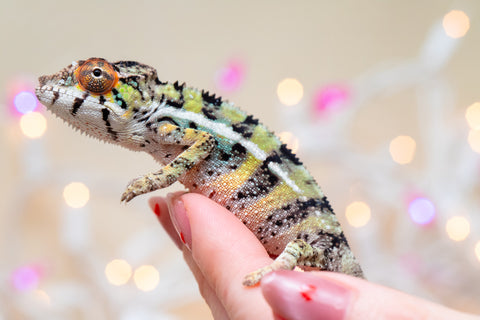 Holdbacks/Individuals: Ambilobe offspring from "Bozeny-akanga" (AKA Little Rascal) x "Vony-tapoaka" (AKA Yellow Explosion) - Hatched: Oct - Nov 2025 - Male #8