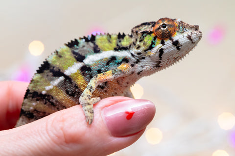 Holdbacks/Individuals: Ambilobe offspring from "Bozeny-akanga" (AKA Little Rascal) x "Vony-tapoaka" (AKA Yellow Explosion) - Hatched: Oct - Nov 2025 - Male #8