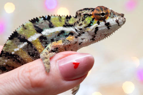 Holdbacks/Individuals: Ambilobe offspring from "Bozeny-akanga" (AKA Little Rascal) x "Vony-tapoaka" (AKA Yellow Explosion) - Hatched: Oct - Nov 2025 - Male #8