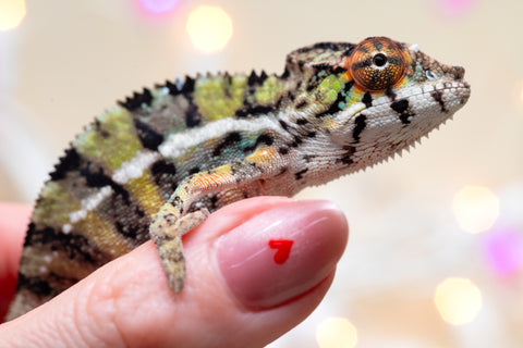 Holdbacks/Individuals: Ambilobe offspring from "Bozeny-akanga" (AKA Little Rascal) x "Vony-tapoaka" (AKA Yellow Explosion) - Hatched: Oct - Nov 2025 - Male #8